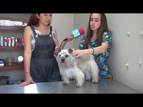 Video: Schnauzer Miniatura Raza De Perro Hipoalergénico, Salud Y Vida útil