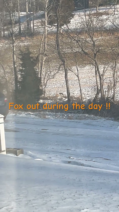 Alone with a fox !#fox #wildfox #Deadpinkridinghood#menopausesavedme!#subscribetomychannel