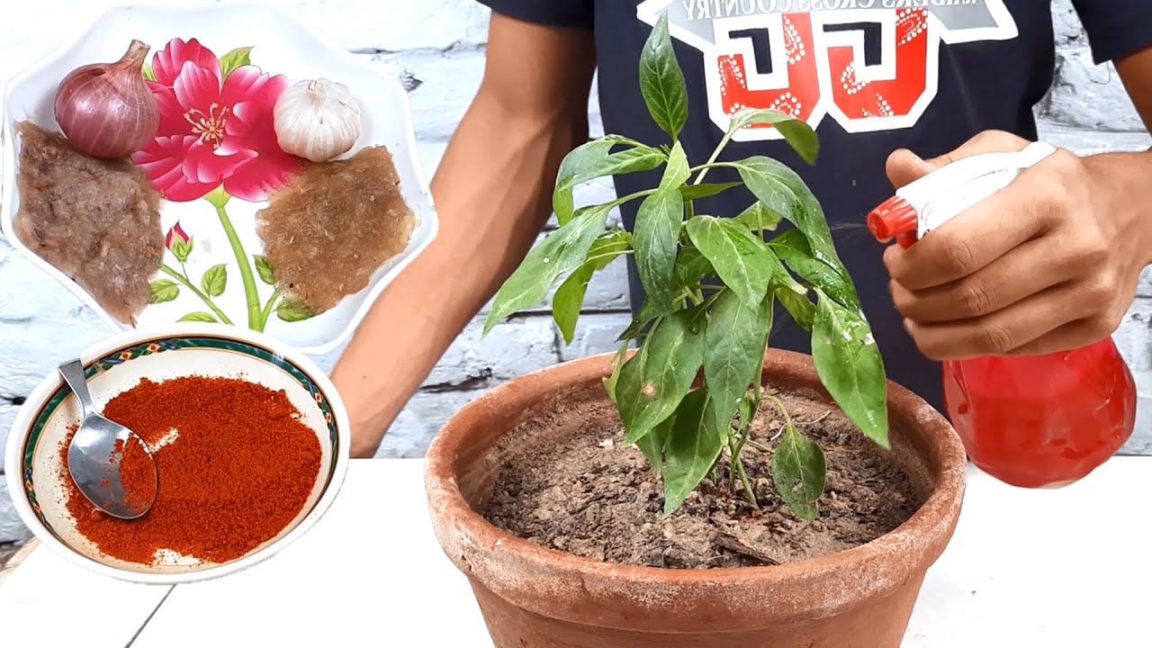 How to Make Organic Pesticide from Onion, Garlic and Red chili Powder