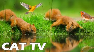 PETS TV 📺😸 The Ultimate Cute Chipmunks and Squirrels Eating 🐿️ Birds Chirping Sounds 🐦 screenshot 3