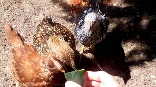 Young chickens eating cucumber from my hand