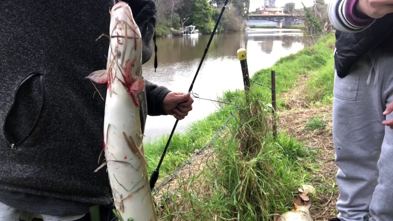 Yarra bream,eels,crap..Ca hanh,ca chep va luon YouTube