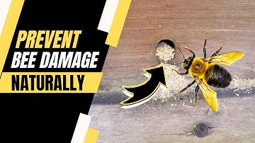 How to Get Rid of Carpenter Bees (Natural Solutions)