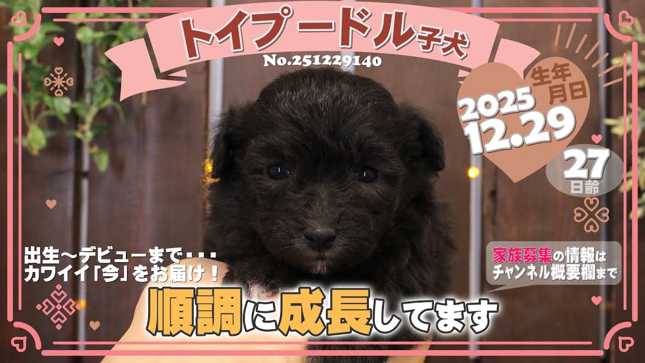 トイプードル子犬｜2025.12.29生（27日齢）④｜グレー｜女の子｜滋賀県