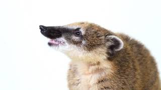 Mongoose eating kiwi 🥝 and apple 🍎 ASMR , which one win / pets ASMR screenshot 2