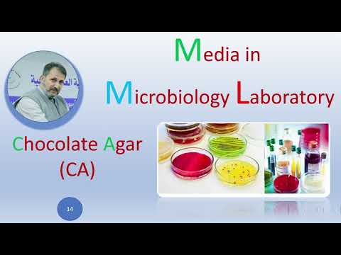What Is Chocolate Agar