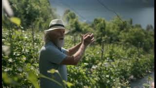 Why Norway could be the wine producer of the future