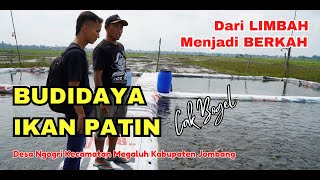 Budidaya Ikan Patin Menggunakan Pakan Alternatif ternyata Bisa Untung