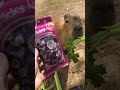 How Accurate Is The Candy Capybara?