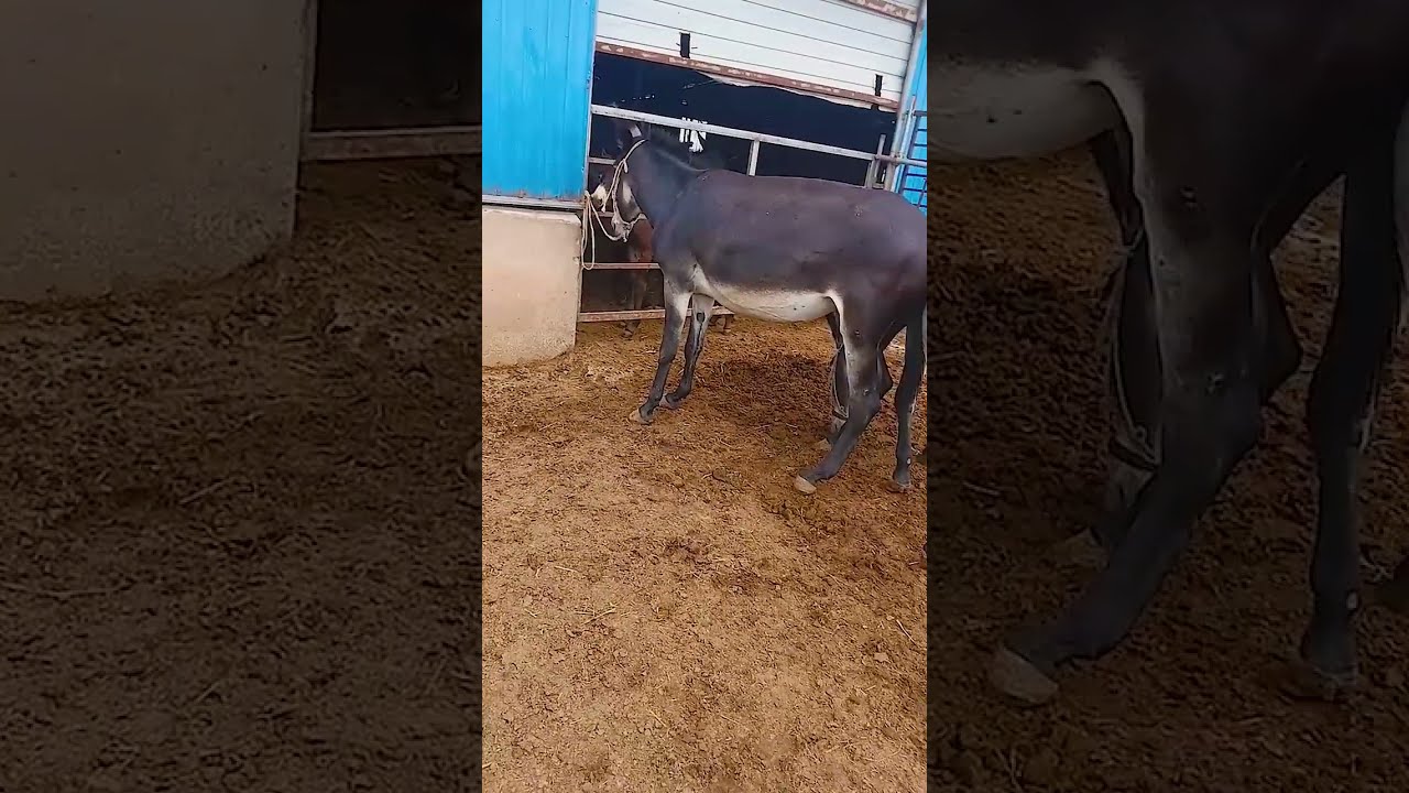 Donkeys Live Among And Horses 92