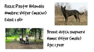 Volter | Protection Guard | Dog Trained | Dutch Shepherd | PinchesPerros