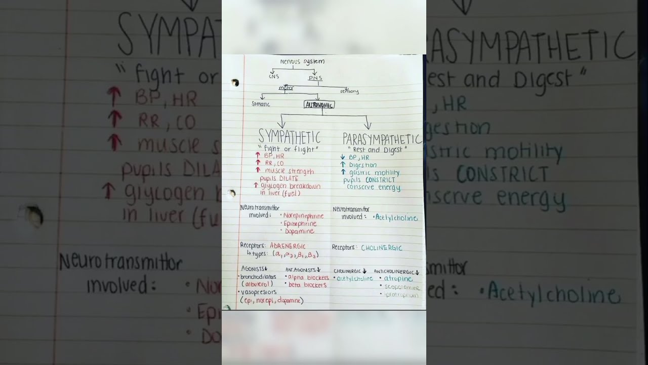 Autonomic Nervous System Physiology And