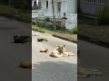 After a cold winter, they find sunny day and they are lying in the sun ☀️🐈🐕with peace 😄 İstanbul