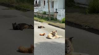 After a cold winter, they find sunny day and they are lying in the sun ☀️🐈🐕with peace 😄 İstanbul