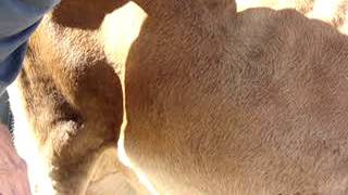 Celebrity How To Bump A Calf - Version 2 Wealth