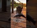 Warum Das Jaguarbaby Zu Dem Mann Kam Wildtierrettung Großkatze Herzerwärmend Wildtiere Rettung