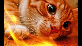Прикольные животные видео Позитив Создай себе хорошее настроение Прикольные животные видео Позитив Создай себе хорошее настроение