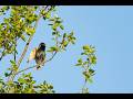 Singing Lesser Whitethroat 🐦 Relaxing Bird Sounds from Bungay