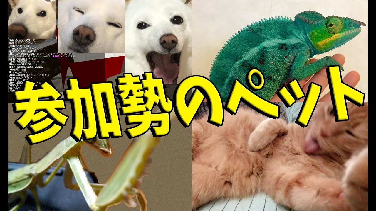 参加勢のペットを見せびらかすペット選手権 - マインクラフト【KUN】