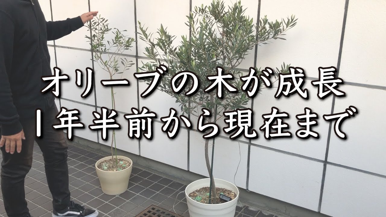 オリーブの木 我が家のシンボルツリーの成長 ルッカ ミッション Youtube