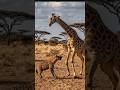 Giraffe’s Powerful Kick Sends Hyena Flying 💥😳 #WildlifeShorts #AIAnimals