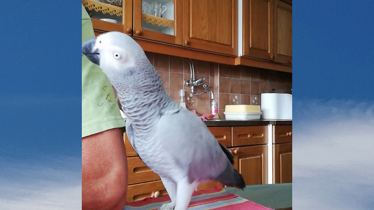 Oddaja Štiri tačke   junij 2019   Sivi jako Kaja