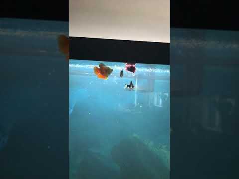 camera iphone 8 plus apk Feeding Time