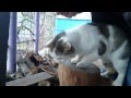 Вась, с Новым Годом, 2-0-1-4