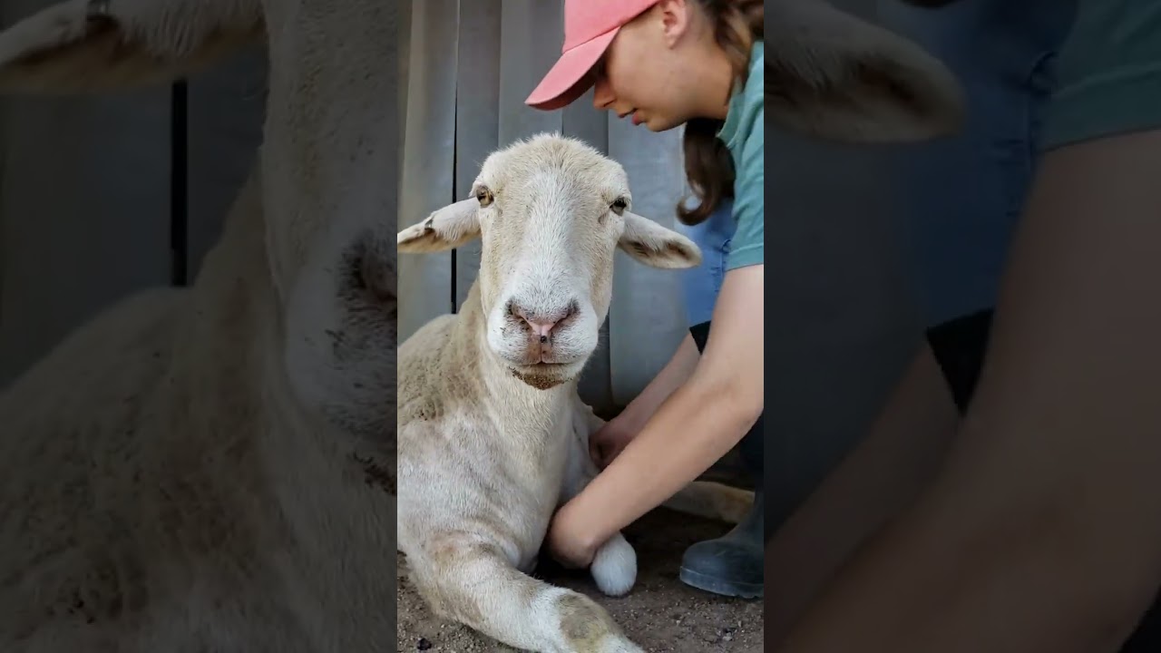 Keeping Rescued Farm Animals Safe from Disease with Daily Tick Checks 