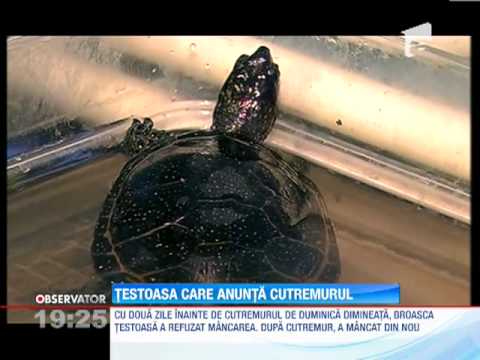 Video: Cum Se Tratează Ochii De Broască țestoasă