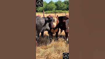 Sapi brahman #cow #sapi #sapimakan #sapipedaging #animals #sapigemuk