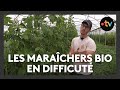 Ref:7bXeT1xv2RE Les mara�chers bio en difficult� face aux intemp�ries des derniers mois