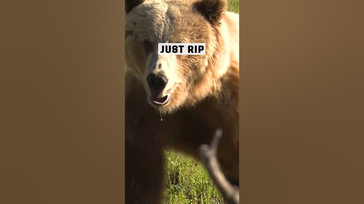 Close Encounter: The Intense Reality of an Archery Grizzly Hunt Gone Wrong