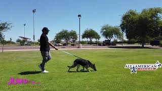German Shepherd Training Phoenix I Board Train Program I GSD Trainers Arizona I Before After