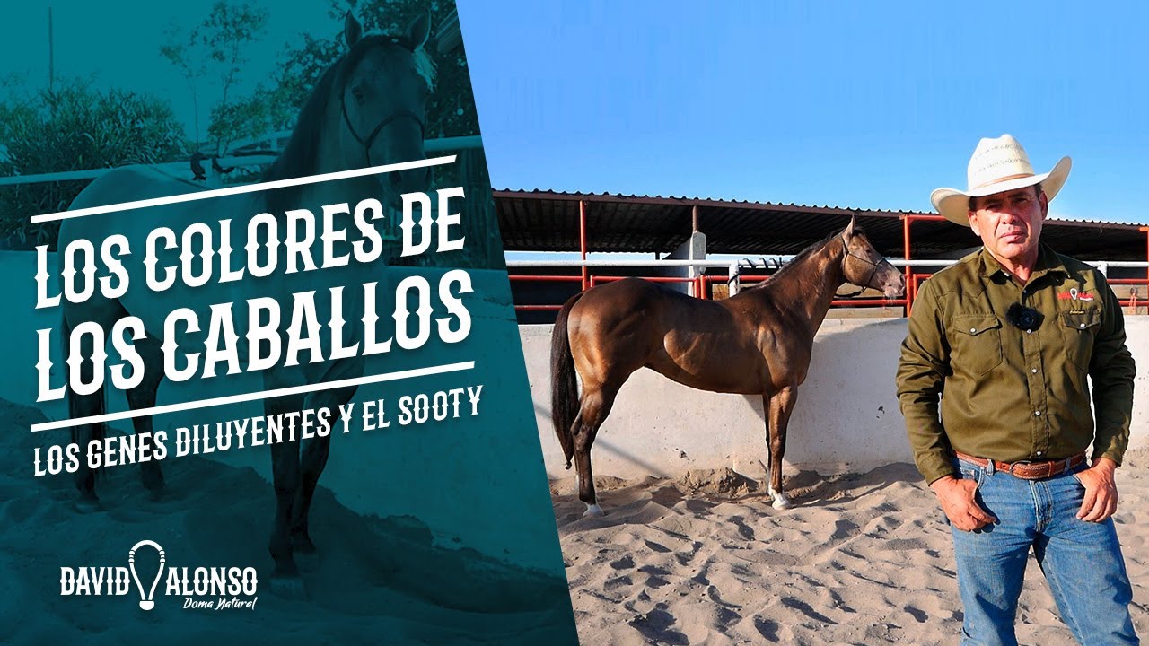 Los colores de los caballos - los genes diluyentes y el sooty (tizne)