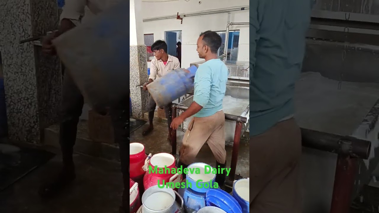 Milk Chilling,Grading And Weight Process at MCC, 