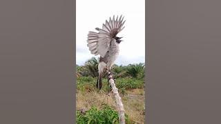 pikat kutilang gacor #burungkutilangpikat #pikatburungkutilang