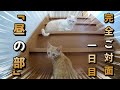 ガリガリ子猫保護から１カ月！先住猫との完全ご対面チャレンジ「昼の部」！