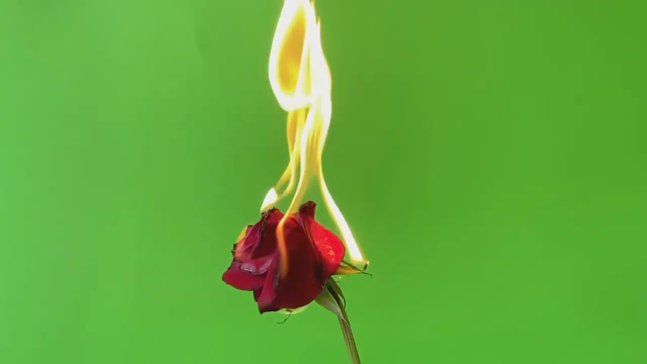 Red Rose Burning with Fire Flame on Green Screen 4K v1 🟢