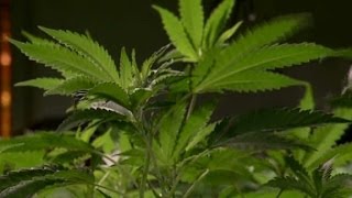 New pot tour aims to be like wine tours