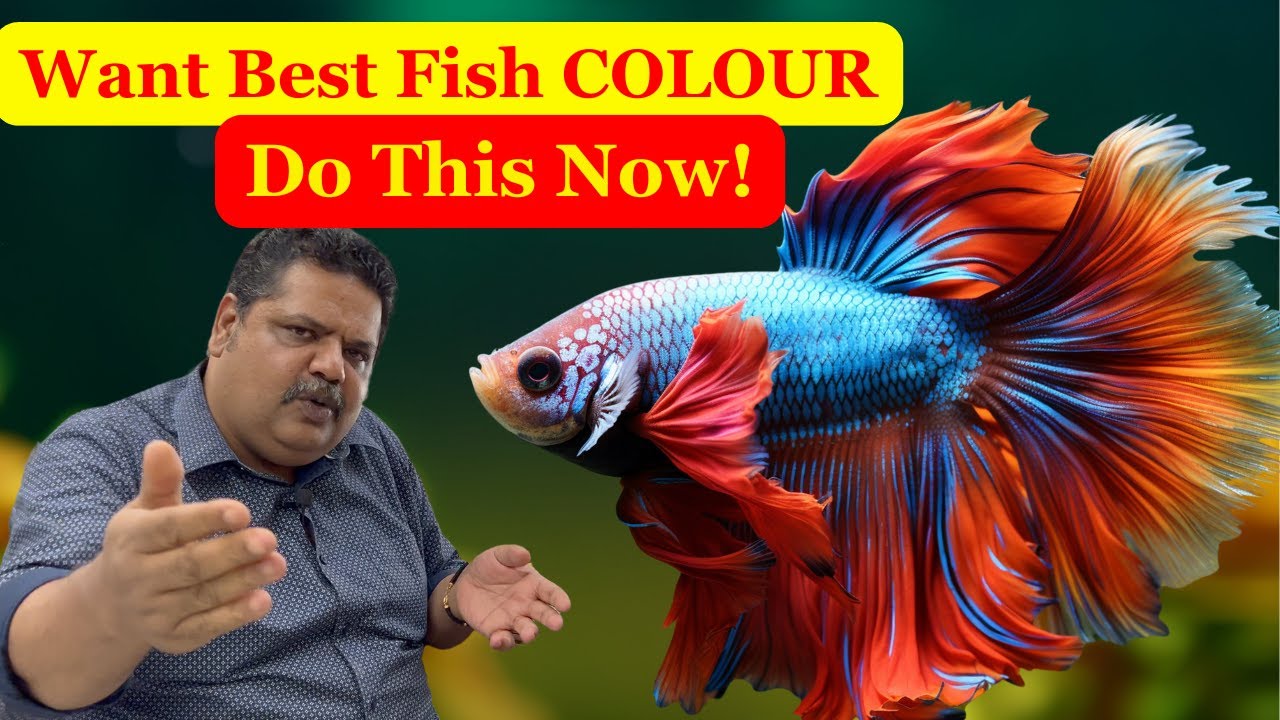 Simple Fish Colours Fish COLOUR SECRETS Revealed! What You Need to Know! - YouTube