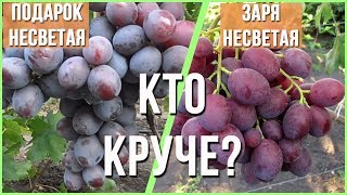 Сорт винограда Заря несветая против Подарок несветая. Кто лучше?