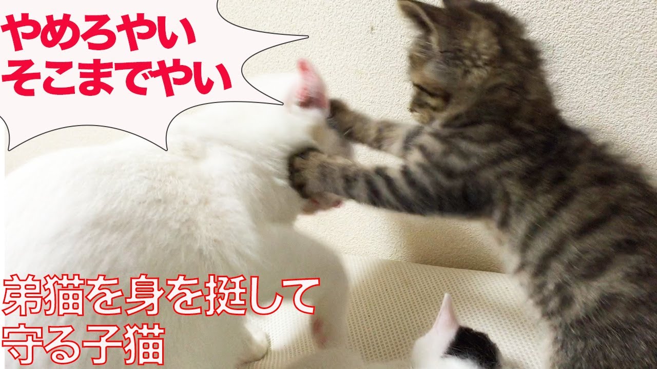 ちび次男坊猫、身を挺して弟猫を守る - YouTube