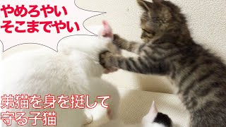 ちび次男坊猫、身を挺して弟猫を守る