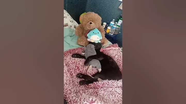 #Bruce and Stuffies