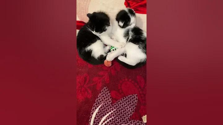 #shorts #funny #cute #kittens