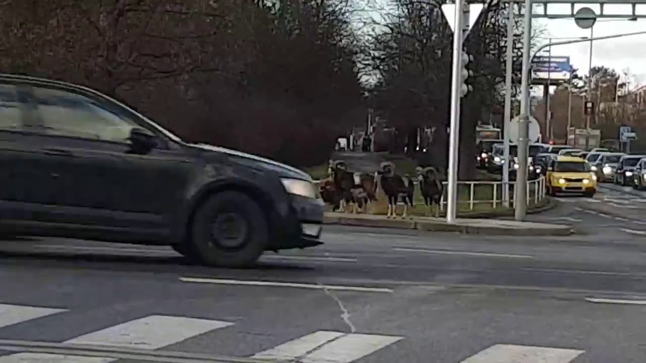 Mouflons in Prague - 983874