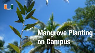 Planting Mangroves on Campus