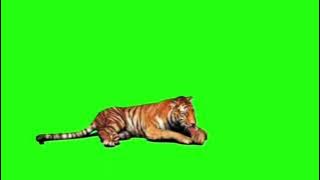 Mentahan harimau Sumatera