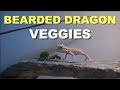 How To Get A Baby Bearded Dragon To Eat Veggies !! Tips And Tricks